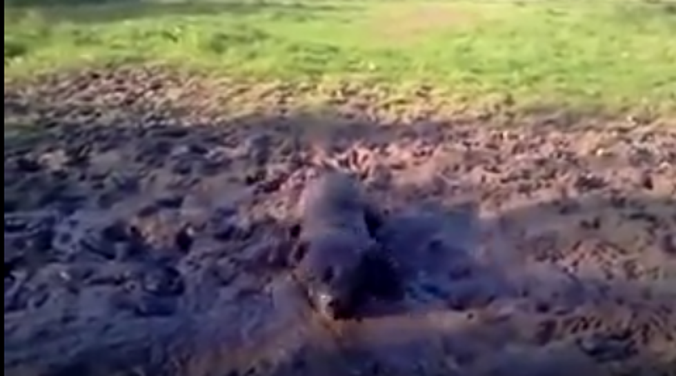 This Dog Sure Does Love Rolling in the Mud, But Don’t Expect Me to Clean Her [VIDEO]