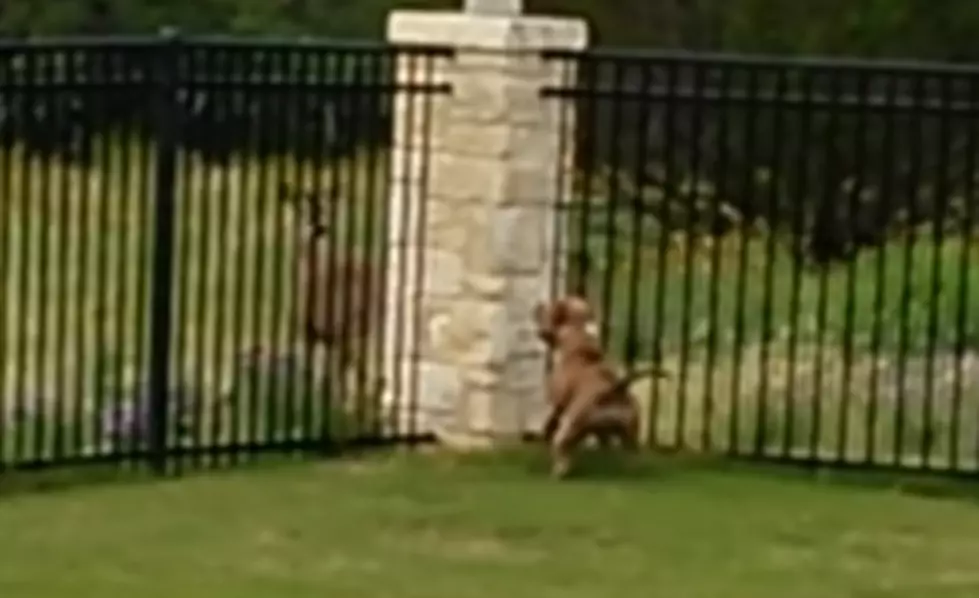 Pit Bull Plays With Deer [VIDEO]