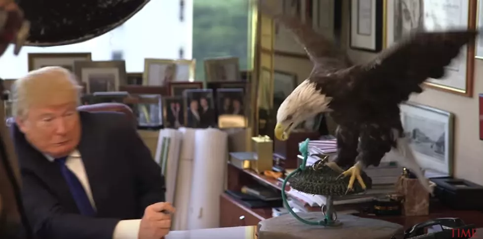 Donald Trump Gets Attacked By Bald Eagle (VIDEO)