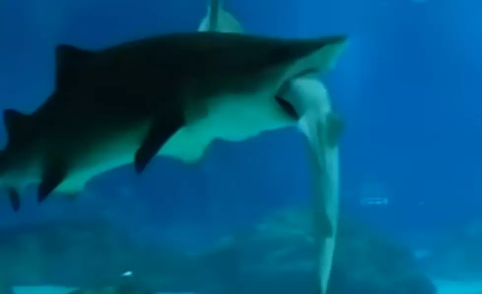 Shark Gets Eaten By a Bigger Shark at the Aquarium [VIDEO]