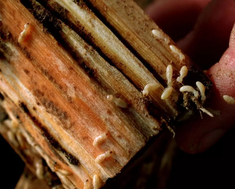 Termite Swarms Spotted a Bit Early This Year in Louisiana [Video]