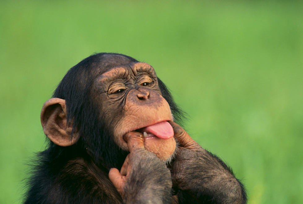 Chimp Haven to Host Annual Spring Fling Saturday, April 16