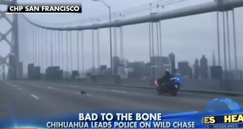 San Francisco Cops In Hot Pursuit Of A Loose Chihuahua (VIDEO)