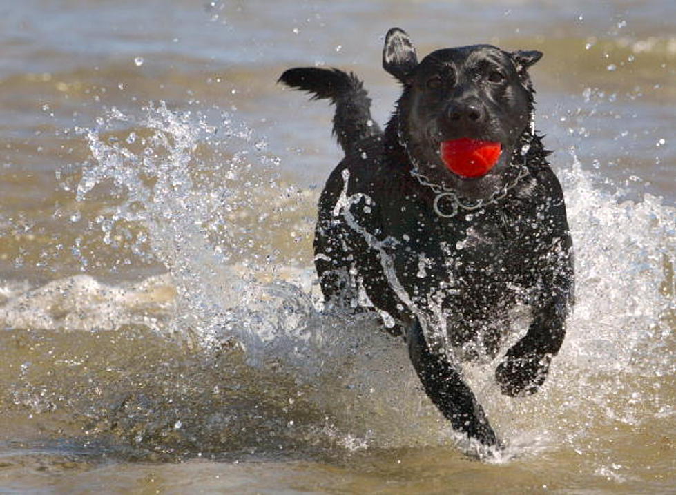 Another Dog Park Delay in Shreveport