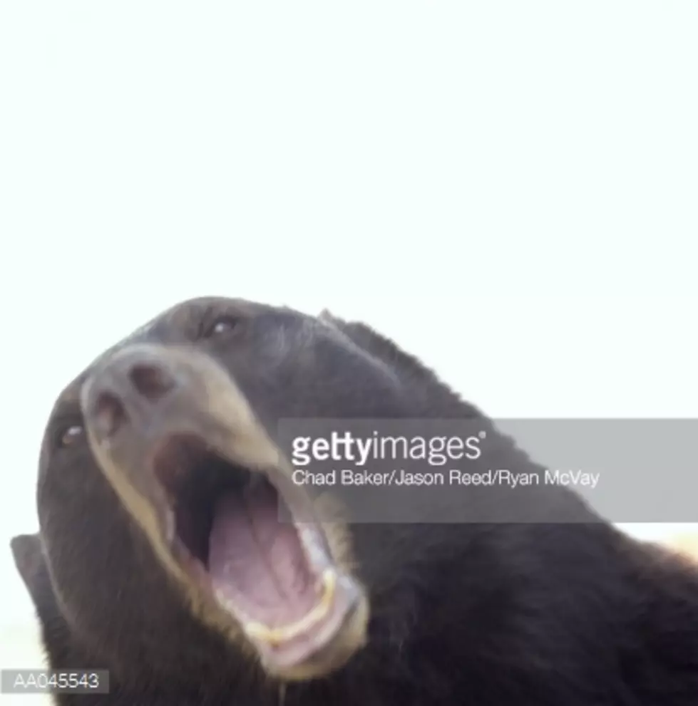 Roaming Black Bear Captured In Minden