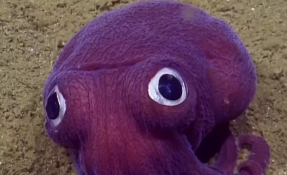 This Is Not An Animated Squid From a Cartoon, It’s 100% Real [VIDEO]