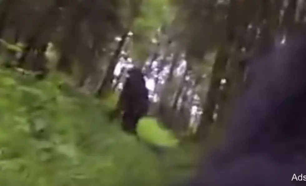 OMG, A Dog Totally Captured Bigfoot On A GoPro [VIDEO]