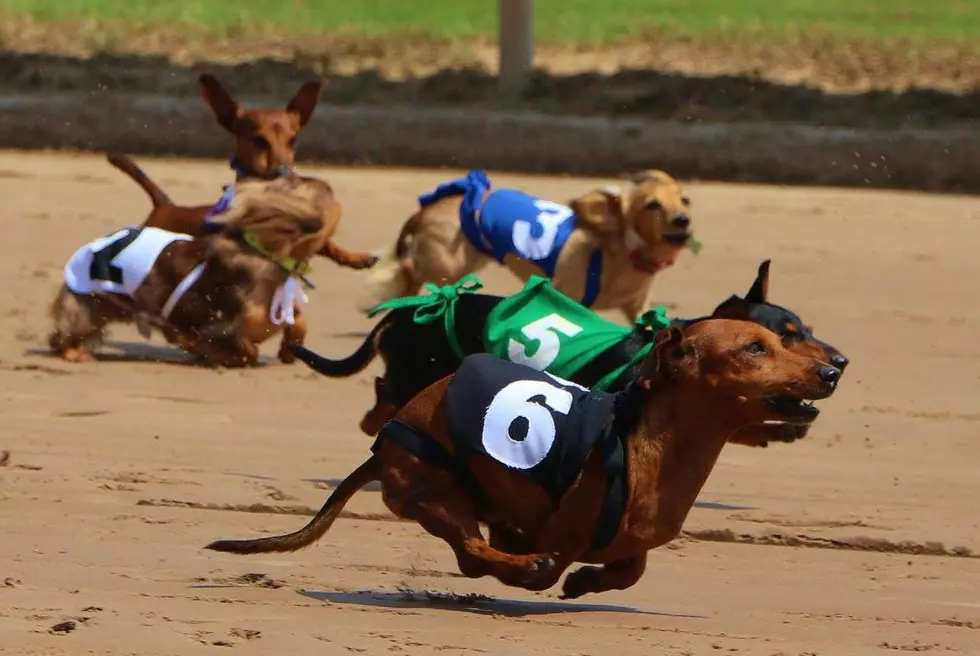 Derby Week Kicks Off With Wiener Dog Races At Harrah’s Louisiana Downs
