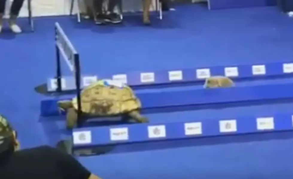 A Real Life Turtle Raced A Rabbit And Actually Won [VIDEO]
