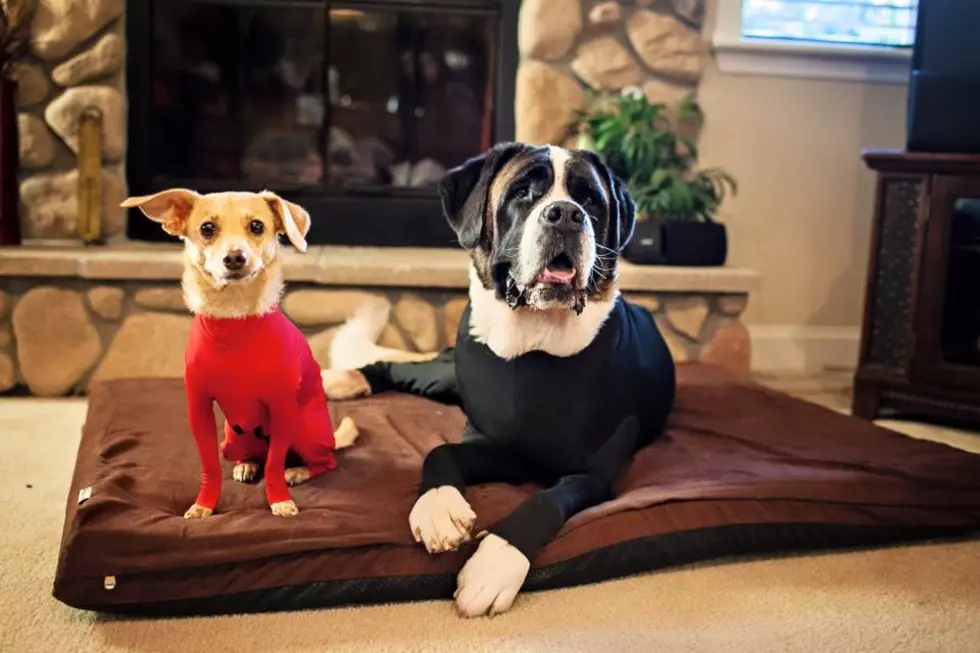 Leotards For Dogs