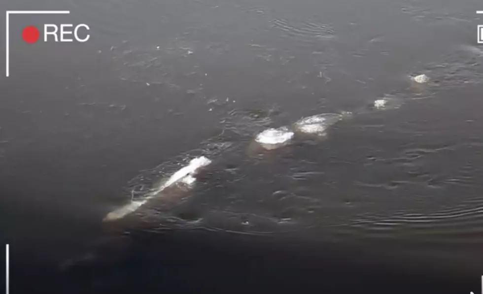 WHOA! Is This Alaska’s Loch Ness Monster??? [VIDEO]