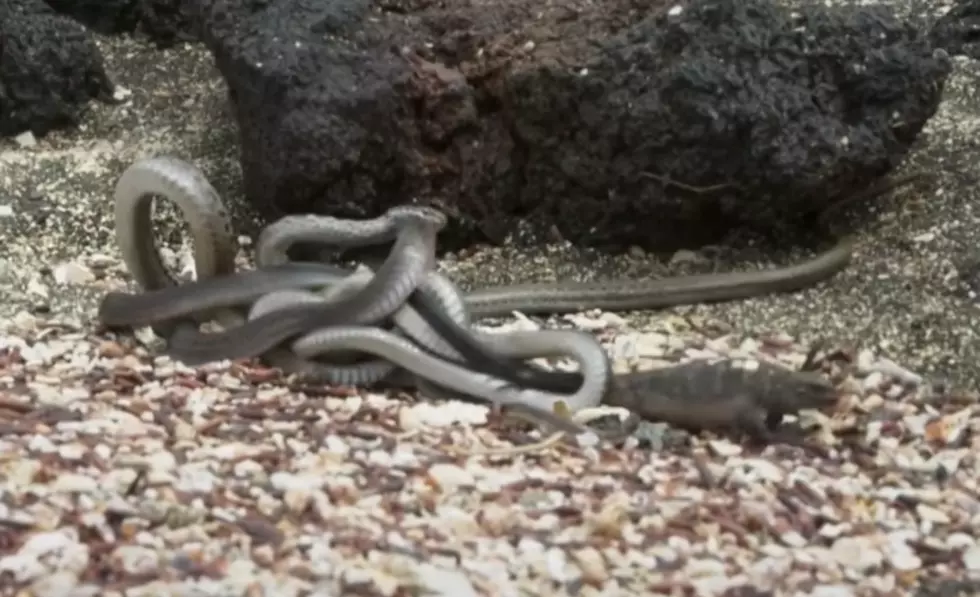 Baby Iguana Vs. Large Group Of Snakes [VIRAL VIDEO]