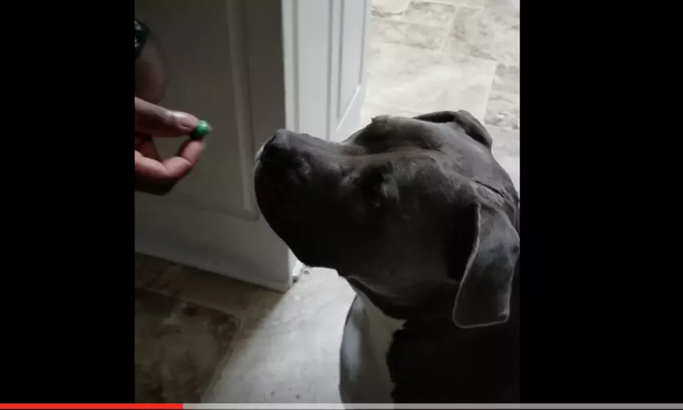 Dog Takes On Ridiculously Sour Warhead [VIDEO]