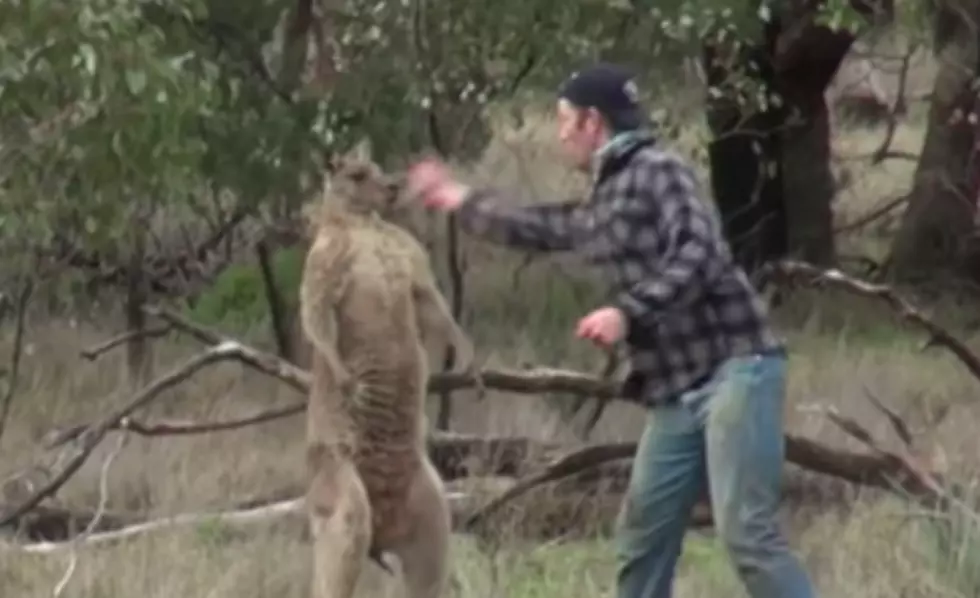Aussie Alert: Man Punches Kangaroo In The Face To Rescue His Dog [VIDEO]