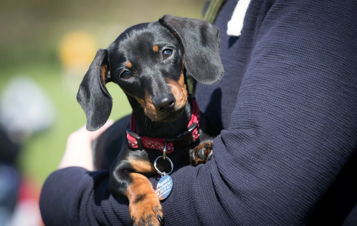 Dozens of Dachshunds in Need of Homes After Being Rescued