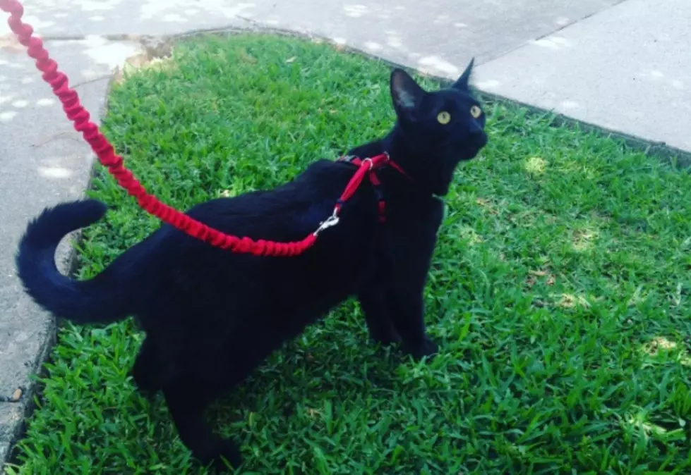 Why You Should Adopt a Black Cat on National Black Cat Day