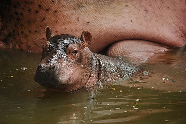 Louisiana Was Almost Known as the Hippopotamus State
