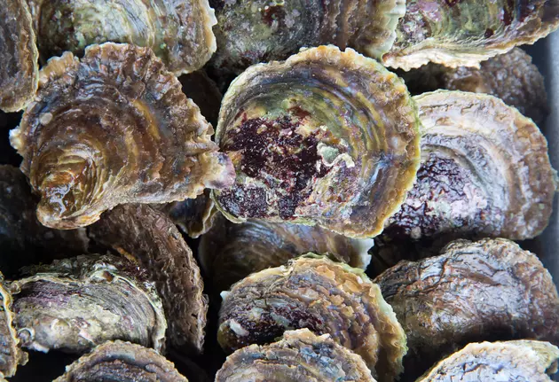 Louisiana Coast Gets OK for New Oyster Reef