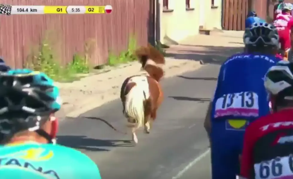 Tiny Horse Joins Bike Race in Poland [VIDEO]