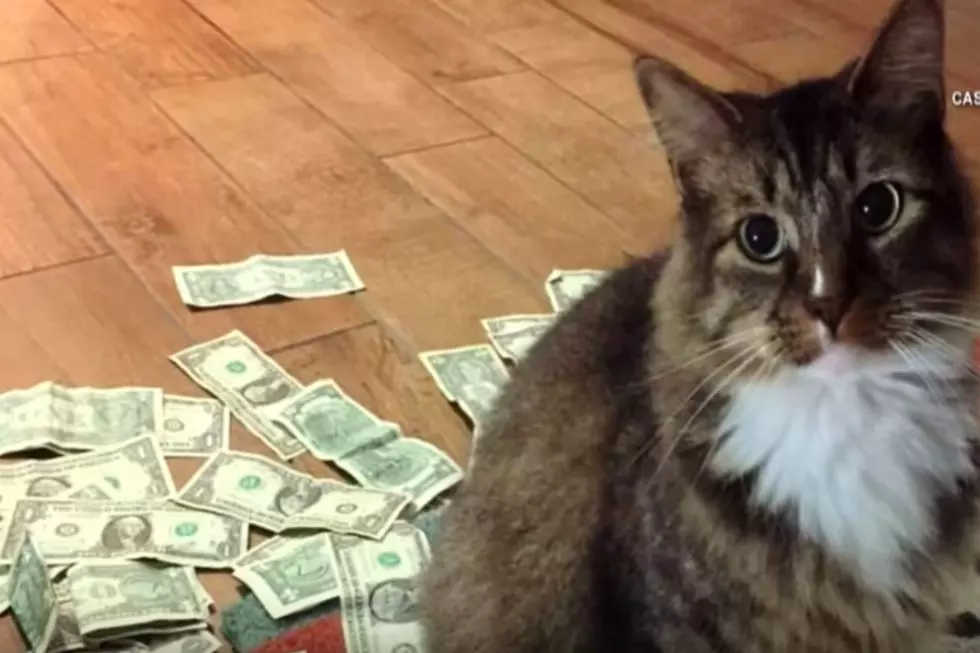 Hustlin' Cat Decides to Turn a New Leaf and Donate Hustlin' Money to Charity