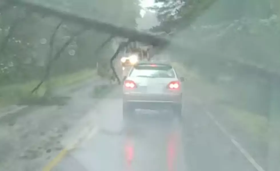 Falling Tree Nearly Crushes Car, Misses it by Inches [VIDEO]