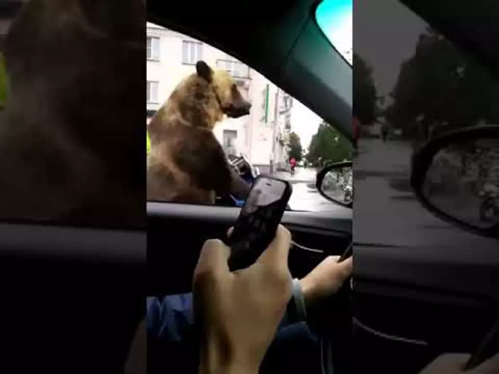 Bear in Russia Filmed Riding a Motorcycle and Honking a Horn [VIDEO]