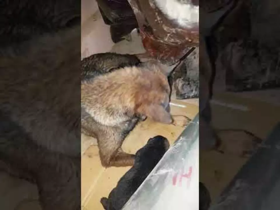 Guy Helps Dog Rescue Her Puppy Buried Deep in a Mud Hole [VIDEO]