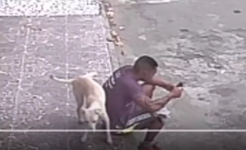 Dog Hilariously Mistakes Man for Fire Hydrant [VIDEO]