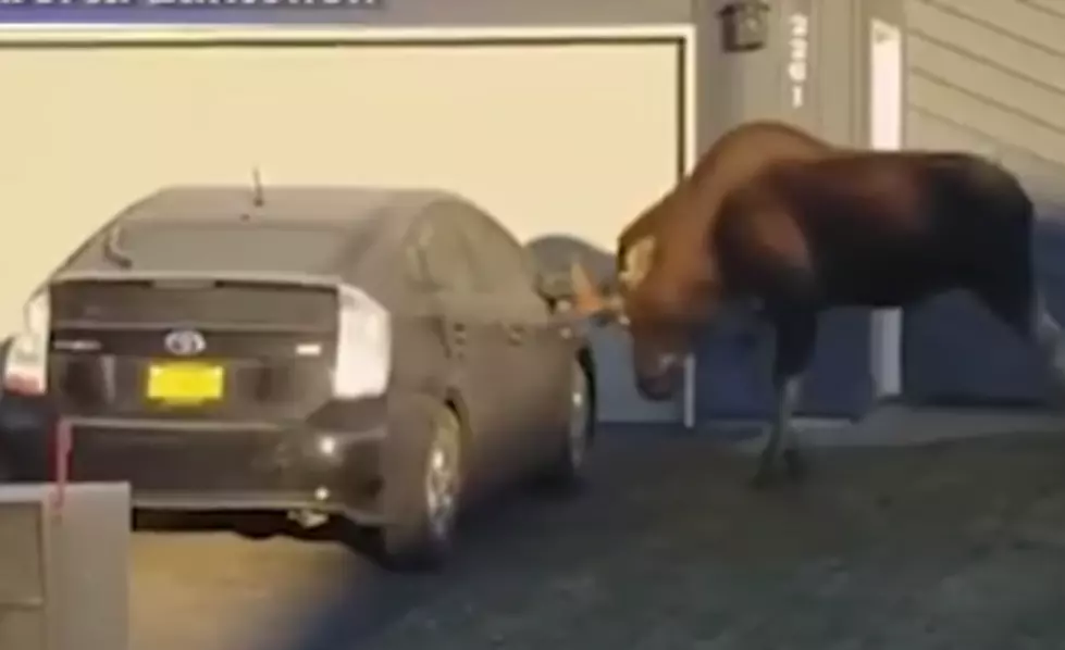 Viral Video Shows Moose Attacking a Prius, For Whatever Reason [VIDEO]