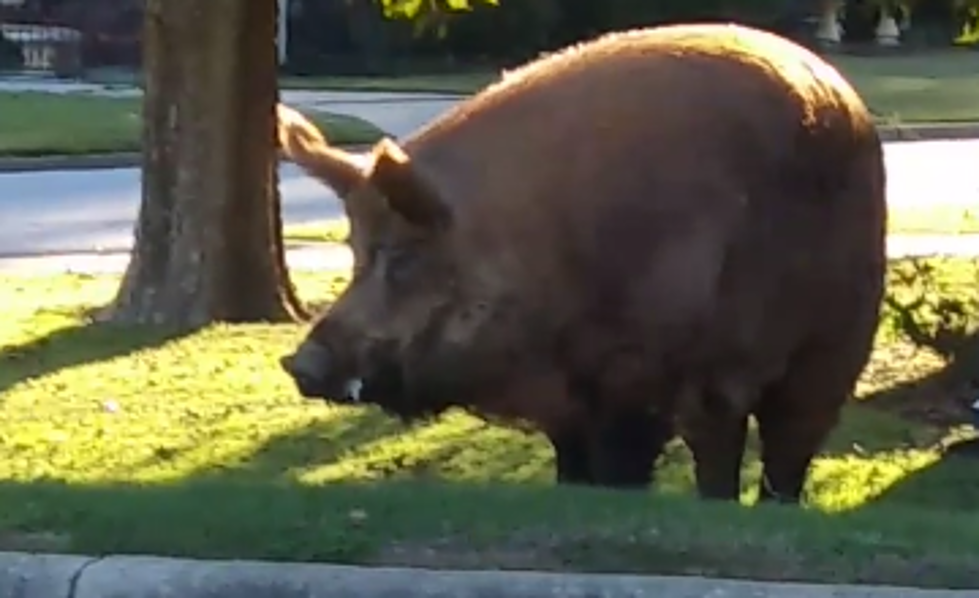 Check Out The Biggest Hog You&#8217;ve Ever Seen in Your Life [VIDEO]