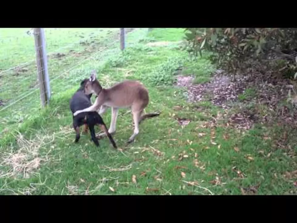 Enjoy a Video Showing a Kangaroo Passionately Petting a Dog [VIRAL VIDEO]
