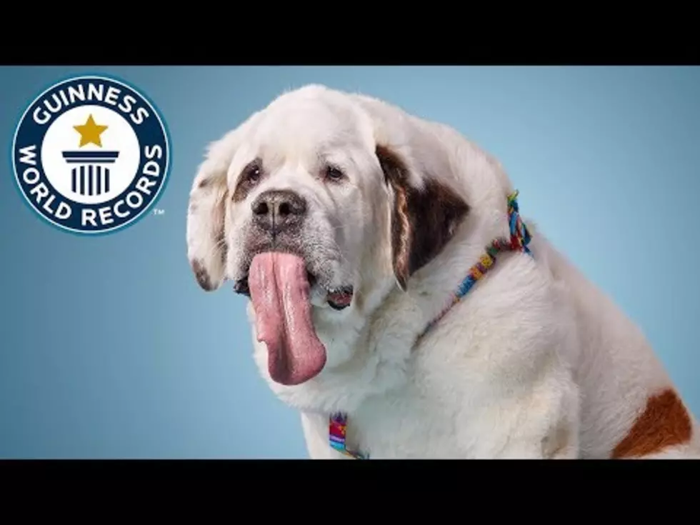 Check Out The Pup With The World’s Longest Dog Tongue [VIDEO]