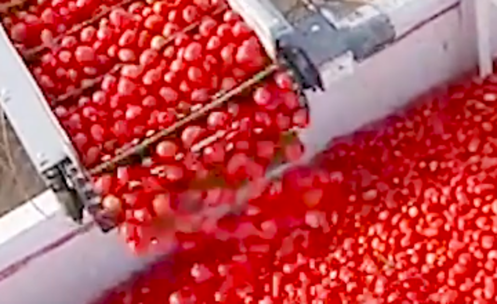 Mesmerizing Video Shows Machine Sorting Tomatoes By Color [VIDEO]