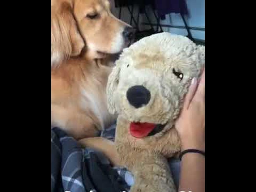 Dog Watches Owner Pet Stuffed Animal, Then Angrily Rips it Away [VIDEO]