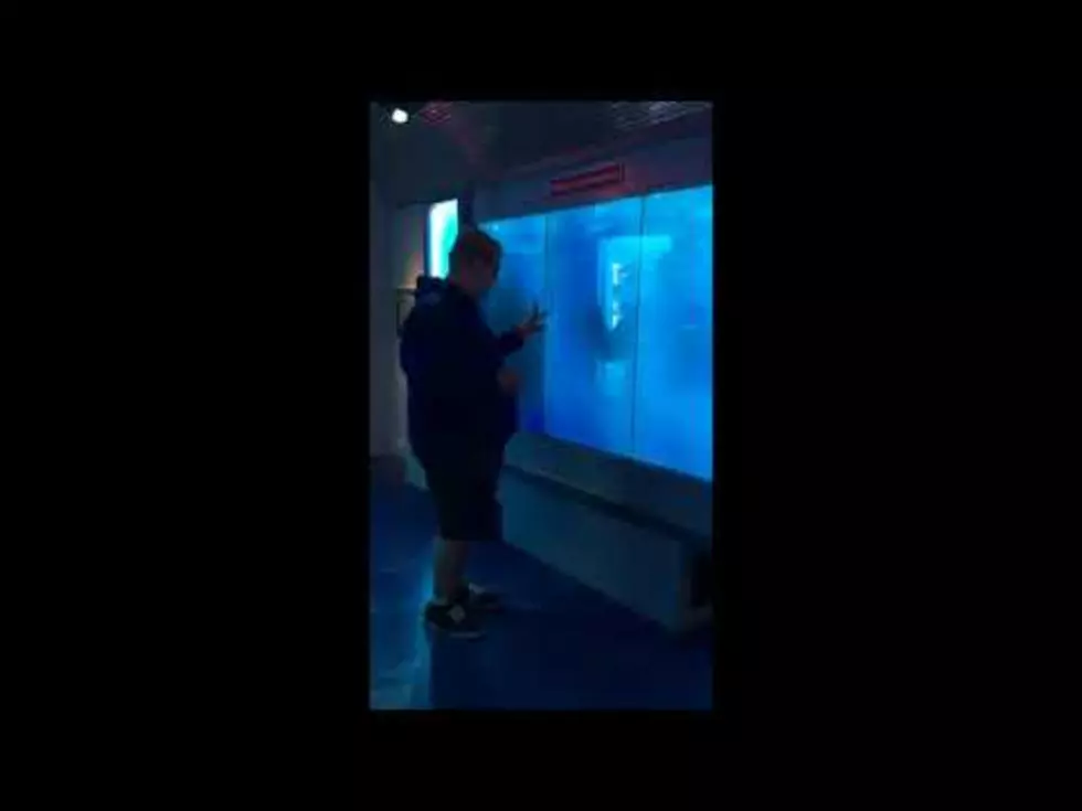 Guy is Hilariously Scared by a Fake Shark Attack at Aquarium [VIDEO]