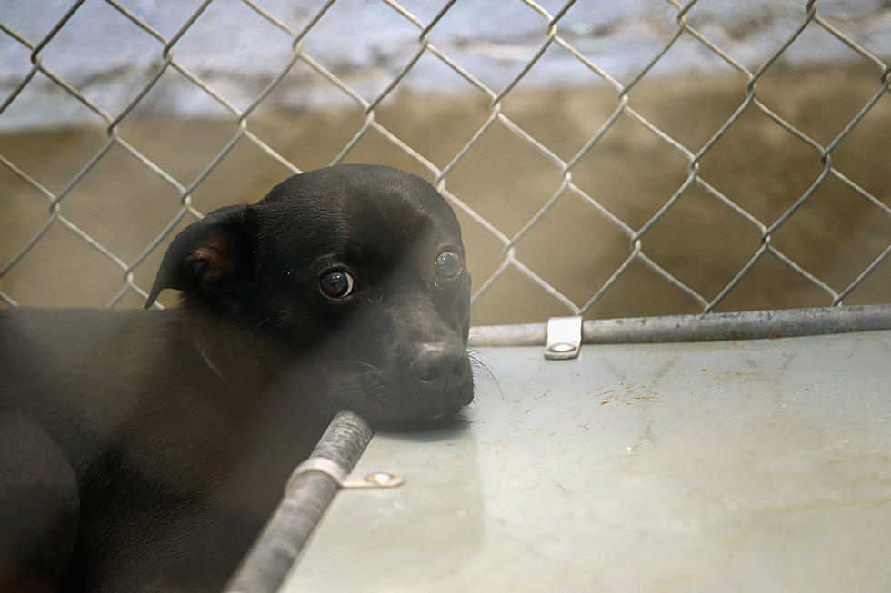 A Review of the Caddo Animal Shelter Should Start in March
