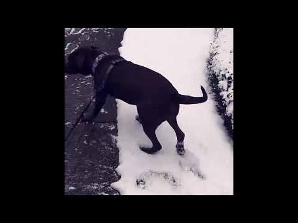 Ginger’s Fur Babies See Snow for the First Time