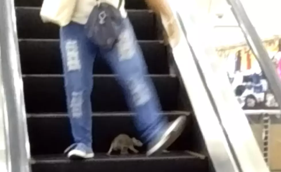 A Rat on an Escalator is Actually Quite Hilarious