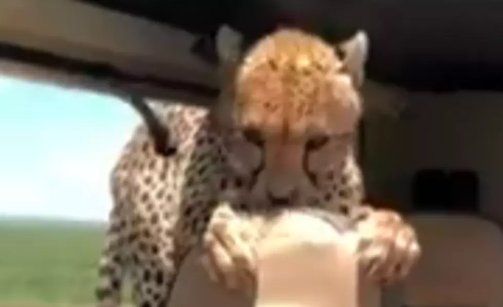 Wild Cheetah Jumps Into Safari Jeep, Doesn&#8217;t Attack [VIDEO]