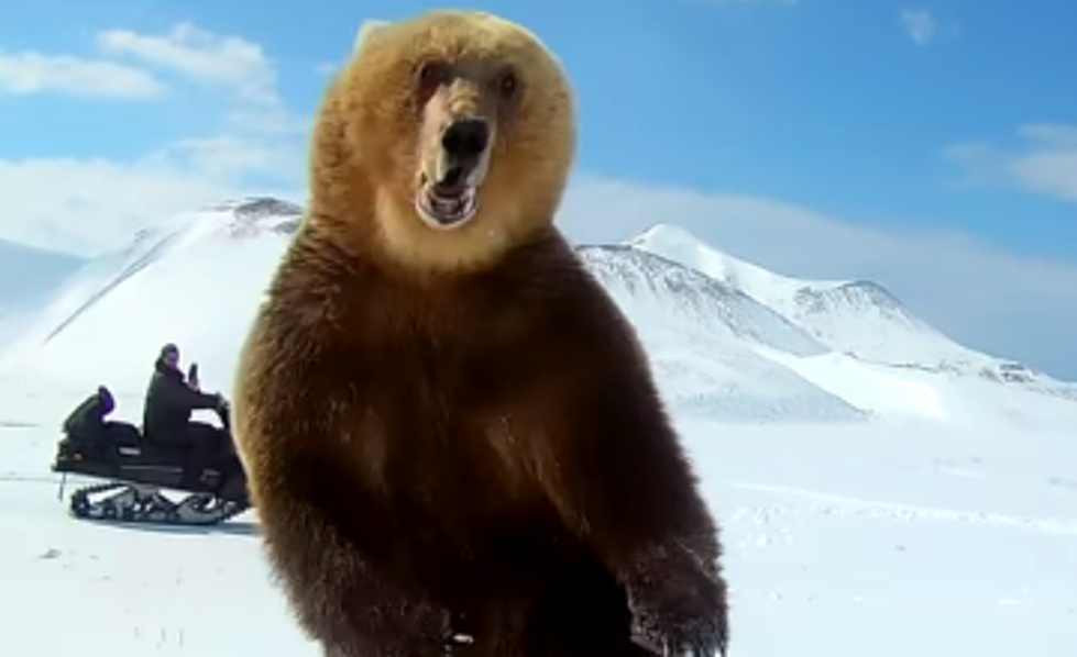 Snowmobiler Nearly Gets Killed by Massive Bear [VIDEO]