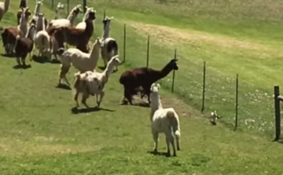 Group of Llamas Chasing Tiny Dog [WATCH]