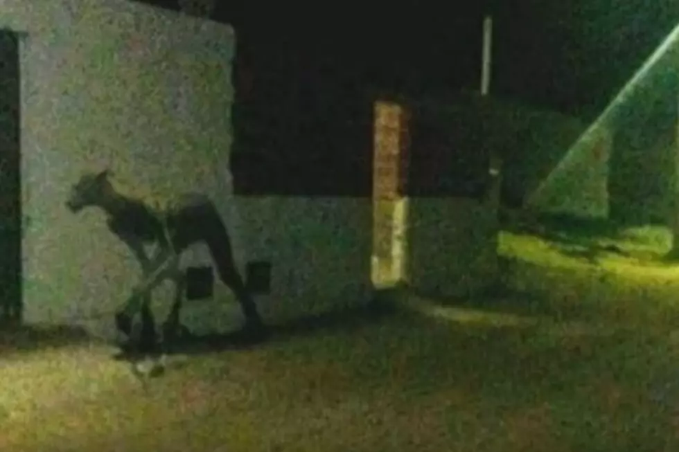Mysterious Beast Spotted and Filmed in Argentina