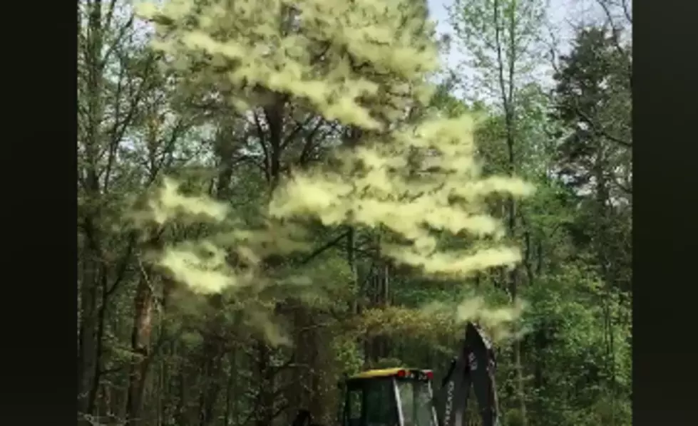 Massive Pollen Cloud Shaken Out of a Tree [VIDEO]