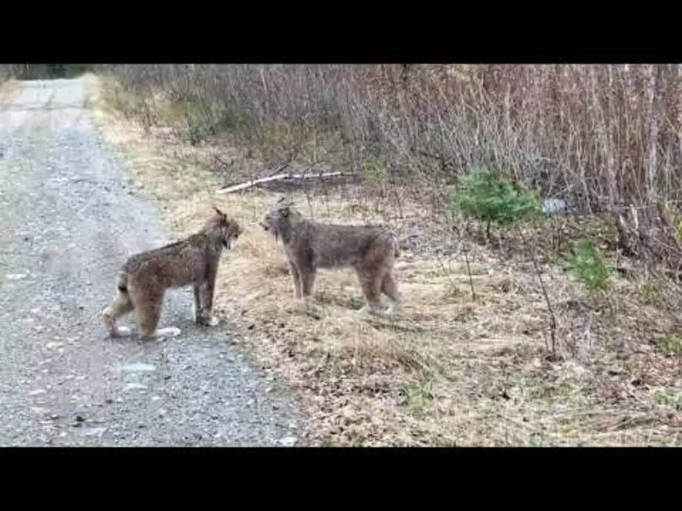 Two Lynxes Square Off In Hilarious Moaning Match [VIDEO]