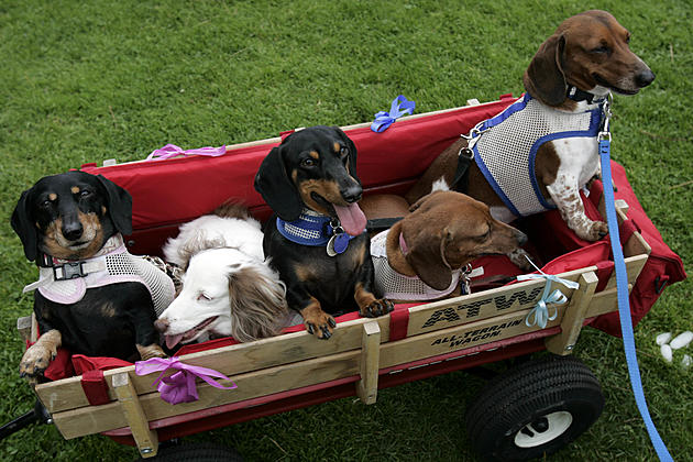 Longview Weenie Dog Races Set for July 4th