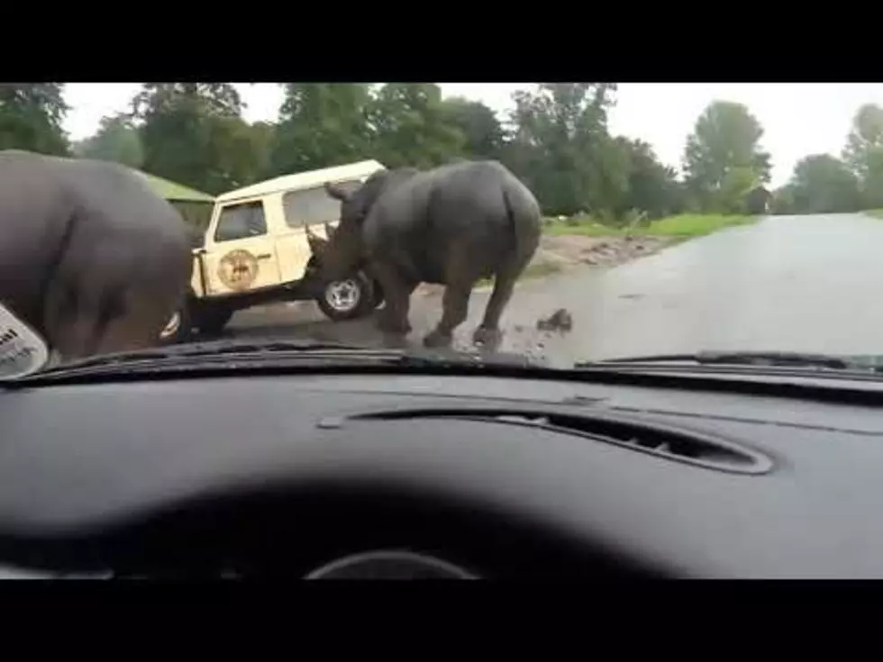 Two Rhinos Charge a Car at Safari Park [VIDEO]