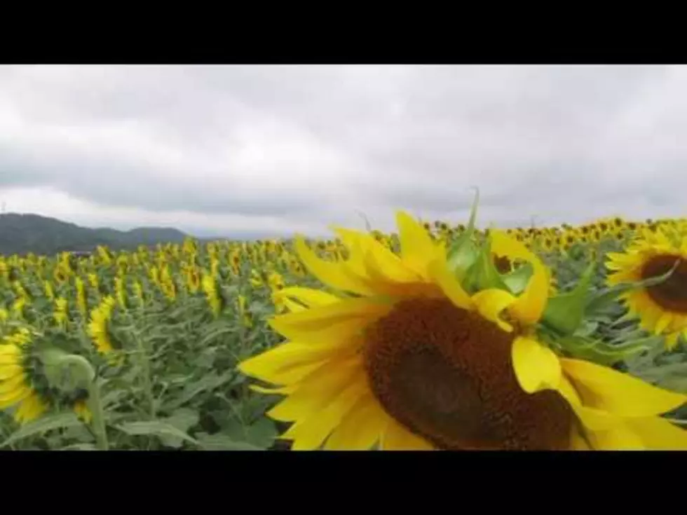 Drive on the Sunflower Trail in Caddo Parish