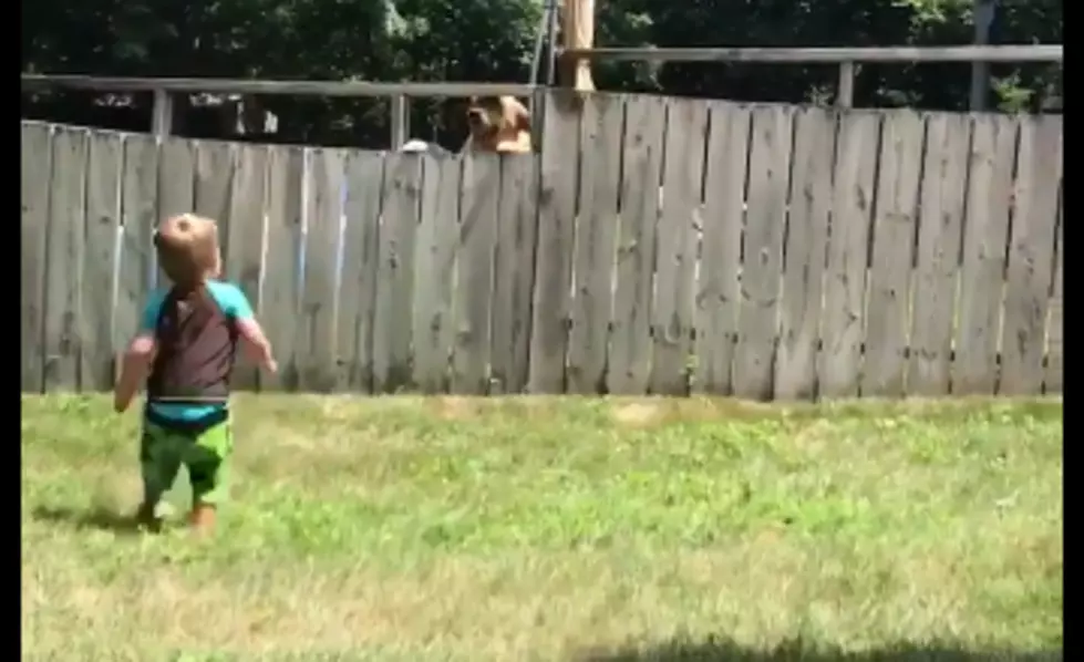 Dog Plays Fetch With Toddler Over a Wooden Fence [VIDEO]