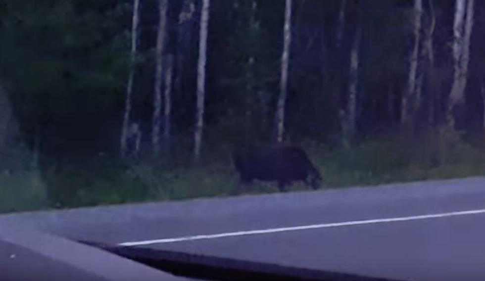 Is This a Demon Monster Trying to Attack a Moose [Video]
