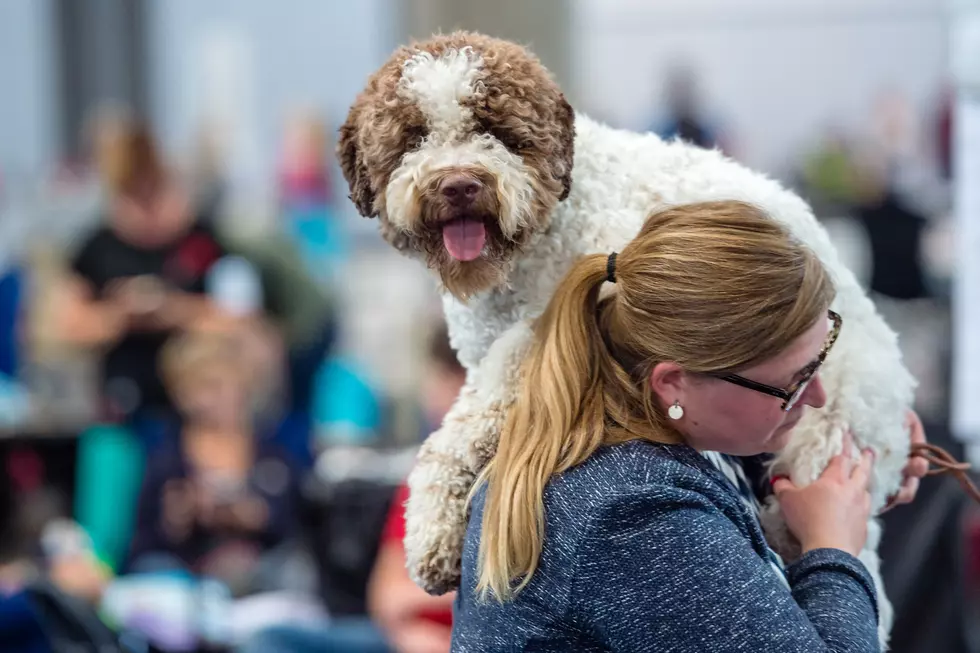 Company Blazes Trail with ‘Paw-ternity Leave’ for New Pet Owners